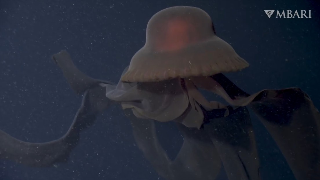 Giant ghost jellyfish that traps its prey "buccal arms" 10 meters off the coast of California (video)