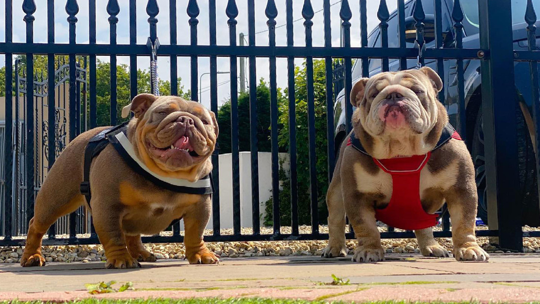 Bulldog breeders fined $547,000 for forcing their dogs to carry pregnancies for six years