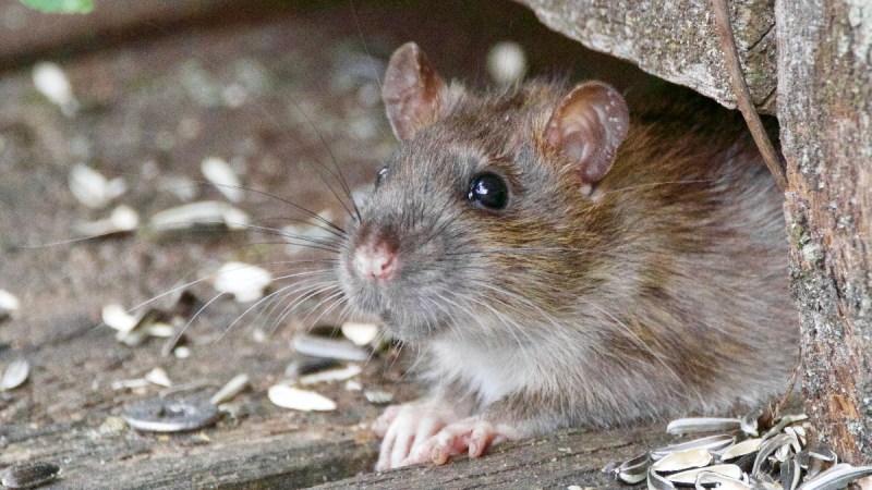 mice rats rodents