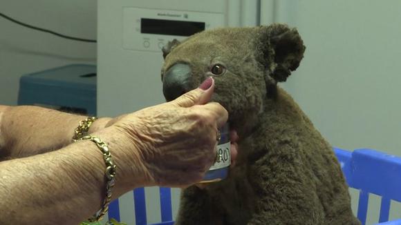 Fires in Australia: the government declares koalas a species 