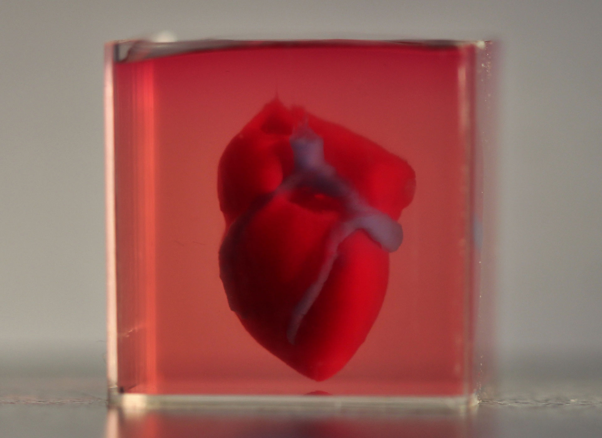 3D printed heart (Photo: file)