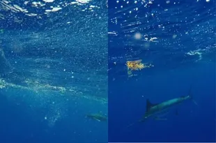 On the left, the shark he bumped into;  On the right, a fish Martin